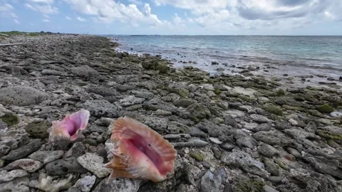 Sea shell on tropical beach. Summer sea landscape, Los Roques Venezuela Stockbeeldmateriaal 286348742