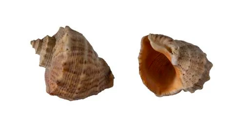 Sea shell from two sides isolated on white background Stock Photos