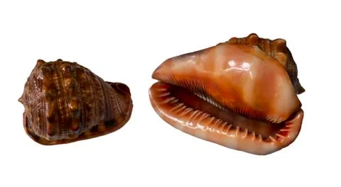 Sea shell from two sides isolated on white background. Stock Photos