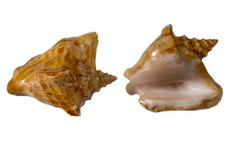 Sea shell from two sides isolated on white background. Stock Photos