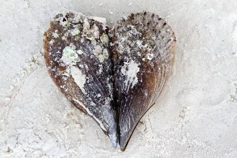 Sea shell valentine heart Stock Photos