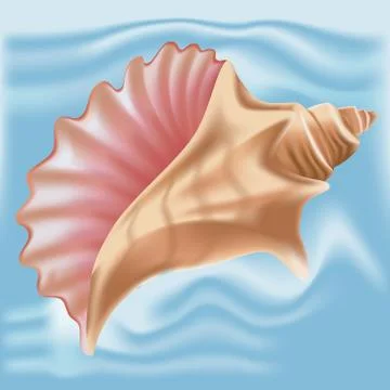Sea shell in vector. Seashell isolated. Stock-Illustration
