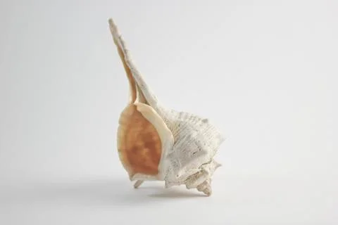 Sea Shell Vertical Back Position Stock Photos