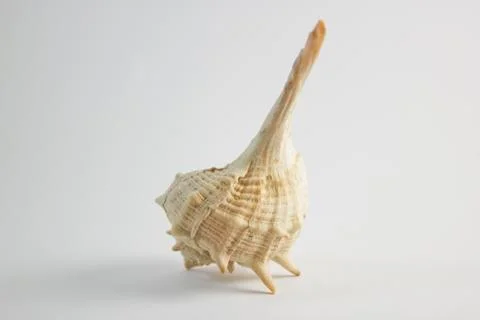 Sea Shell Vertical Position Stock Photos