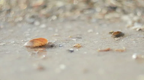 Sea, shell, waves and sand. Stock Footage 42994444