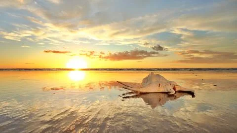 Sea Shell on a Wet Reflection Beach Stock Photos