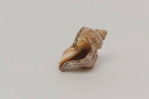 Sea shell on a white background close up Stock Photos