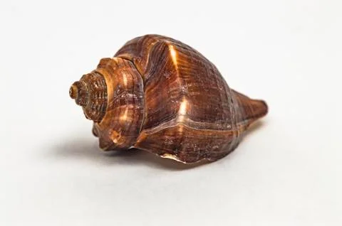 Sea shell on a white background close up 스톡 사진