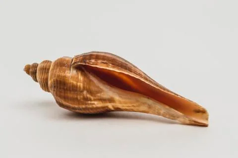 Sea shell on a white background close up Foto stock