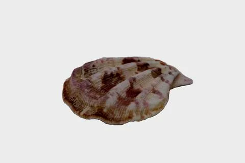 Sea shell on a white background closeup Stock Photos