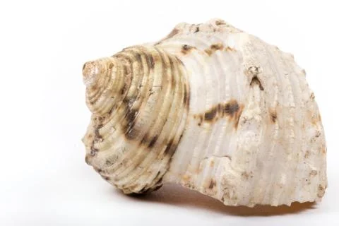Sea shell on the white background with copy space Stock Photos