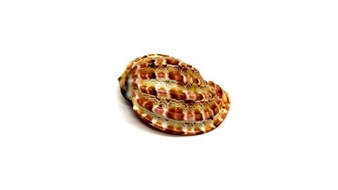 Sea shell on white background, isolated Stock Photos