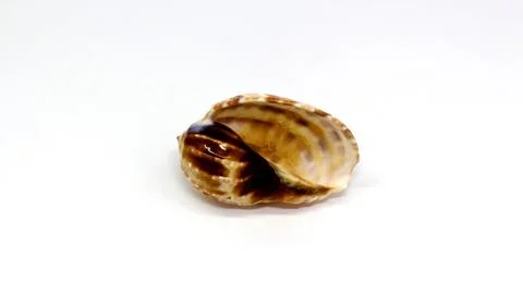Sea shell on white background, isolated Stock Photos