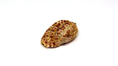 Sea shell on white background, isolated Stock Photos