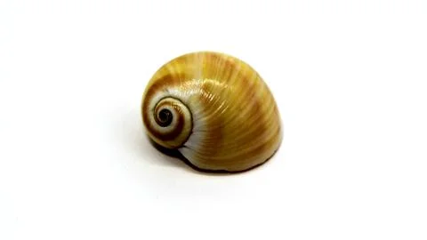 Sea shell on white background, isolated Stock Photos