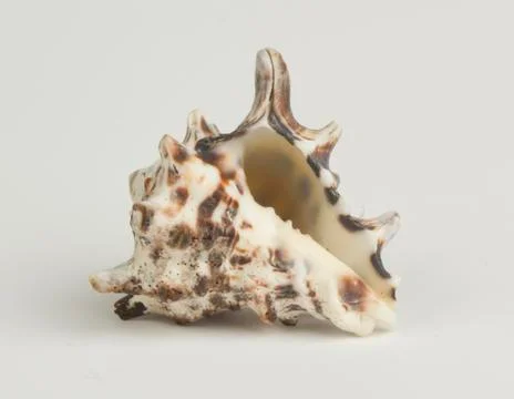 Sea shell on a white background. Foto stock