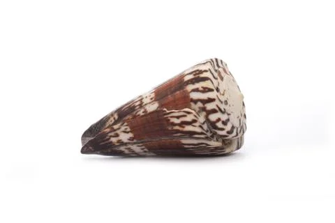 Sea shell on white background Stock Photos