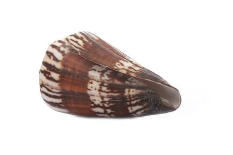 Sea shell on white background Stock Photos