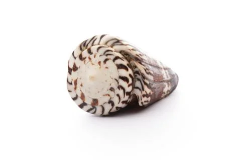 Sea shell on white background Stock Photos