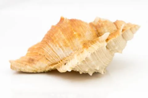 Sea shell on white background Stock Photos
