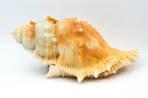 Sea shell on white background Stock Photos