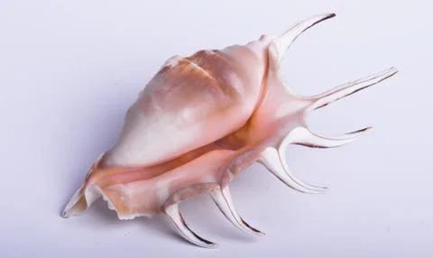 Sea shell  on the white background Stock Photos
