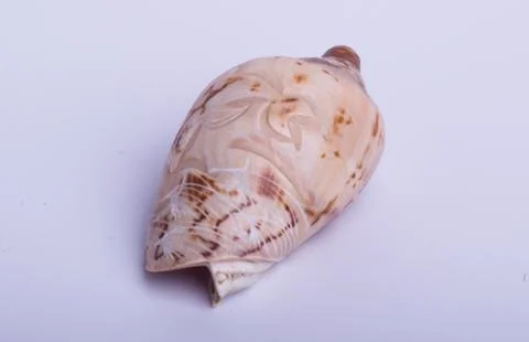 Sea shell  on the white background Stock Photos