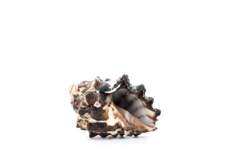 Sea shell on white background Stock Photos
