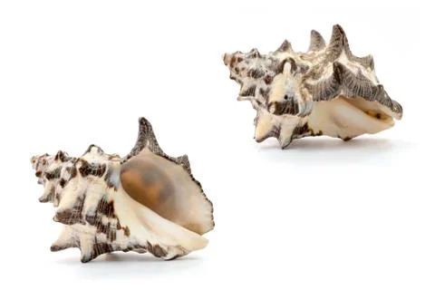 Sea shell on white background Stock Photos