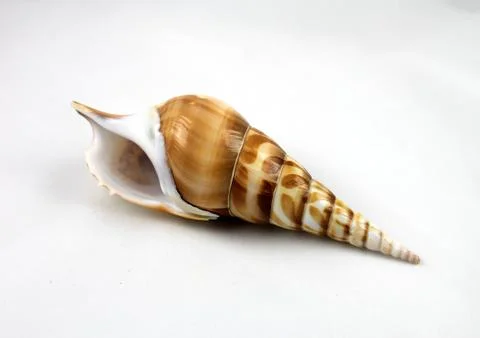 Sea shell on a white background. Stock Photos