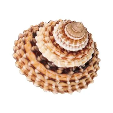 Sea shell on a white background Foto stock