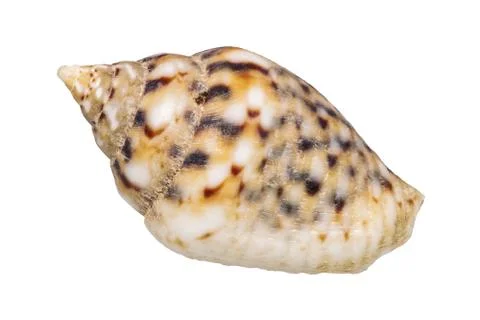 Sea shell on a white background Stock-Fotos