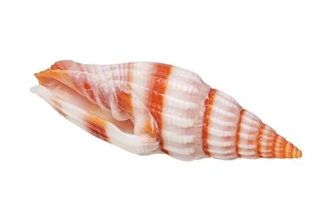 Sea shell on a white background Stock Photos