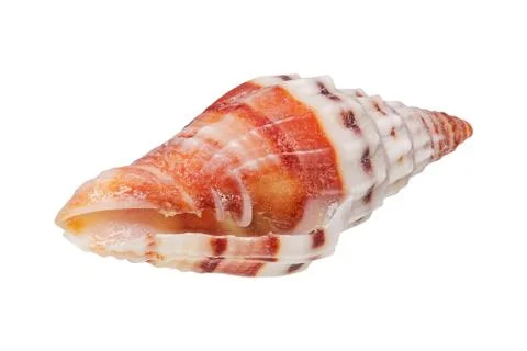 Sea shell on a white background Foto stock