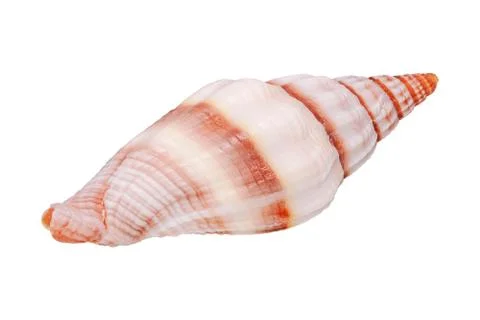 Sea shell on a white background Stock Photos