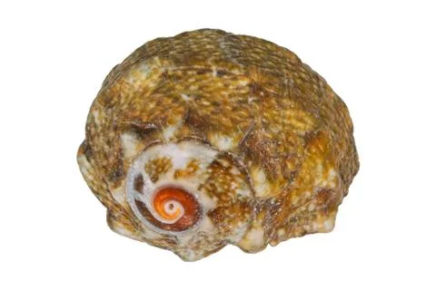 Sea shell on a white background Stock Photos