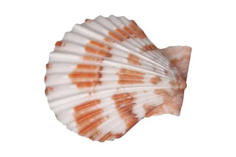 Sea shell on a white background Stock Photos