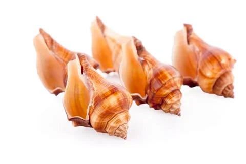 Sea shell on white background Stock Photos
