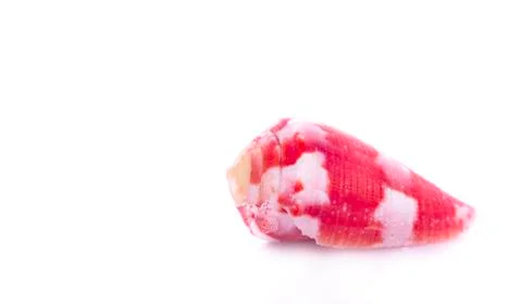 Sea shell on white background Stock Photos