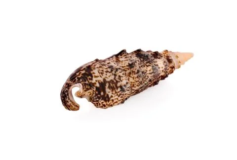 Sea shell on white background Stock Photos