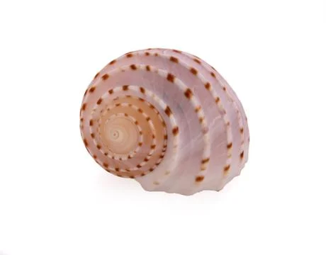 Sea shell on white background Stock Photos