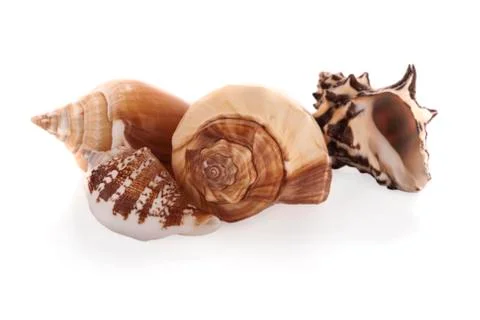 Sea shell on white background Stock Photos