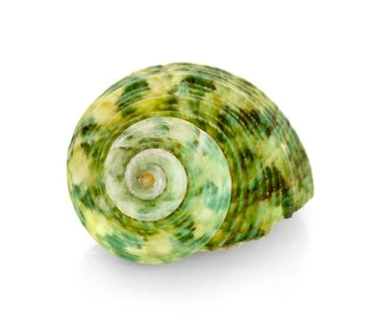 Sea shell on white background Stock Photos