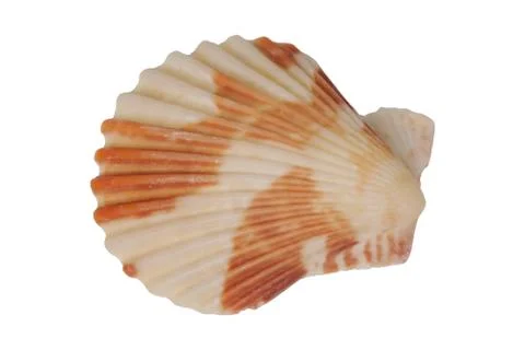Sea shell on a white background Foto stock