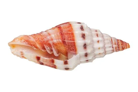 Sea shell on a white background 스톡 사진