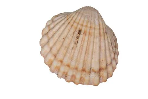 Sea shell on a white background Stock-Fotos