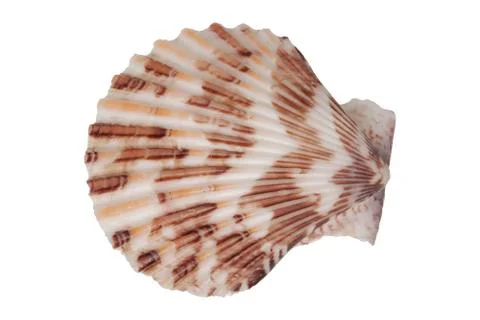 Sea shell on a white background 스톡 사진