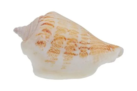 Sea shell on a white background Stock Photos