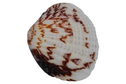 Sea shell on a white background Stock Photos
