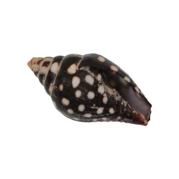 Sea shell on a white background Foto stock